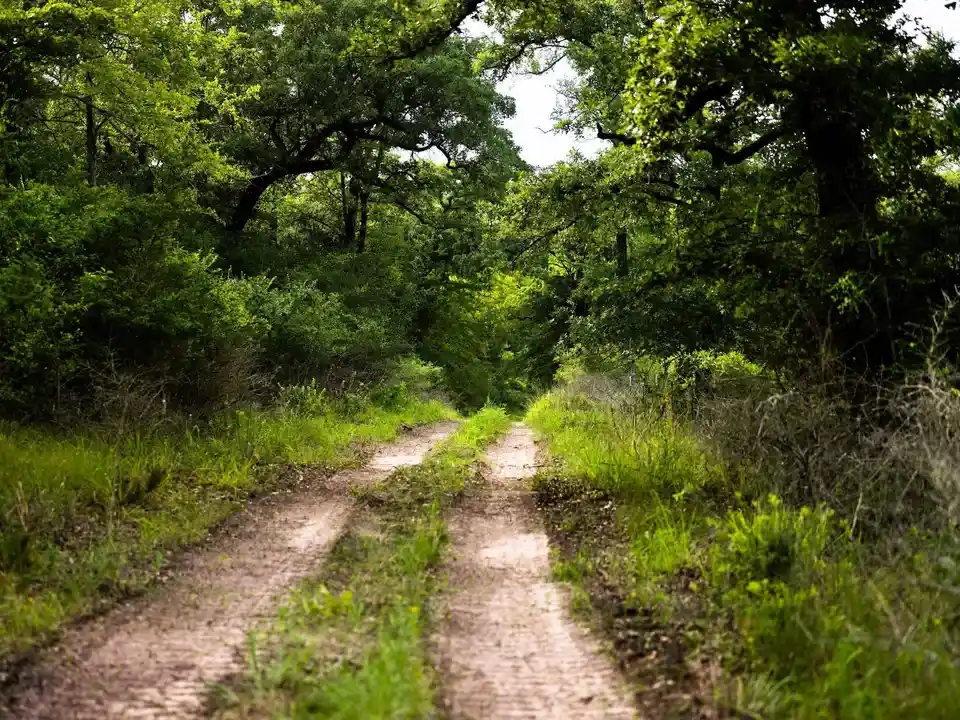 Brazos Sands Ranch | 1,136.26 Acres Ranch for Sale in Robertson County, Texas